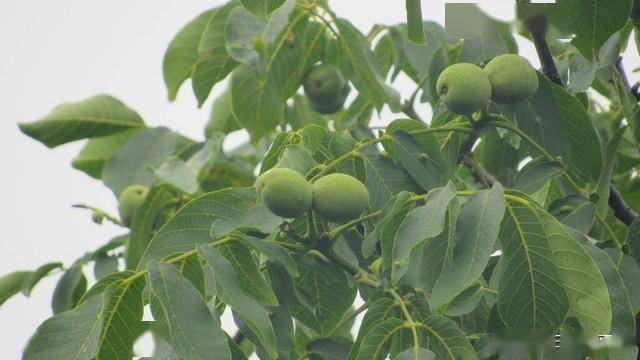 核桃如何种植技术_青核桃种植技术_青核桃什么时候种最好