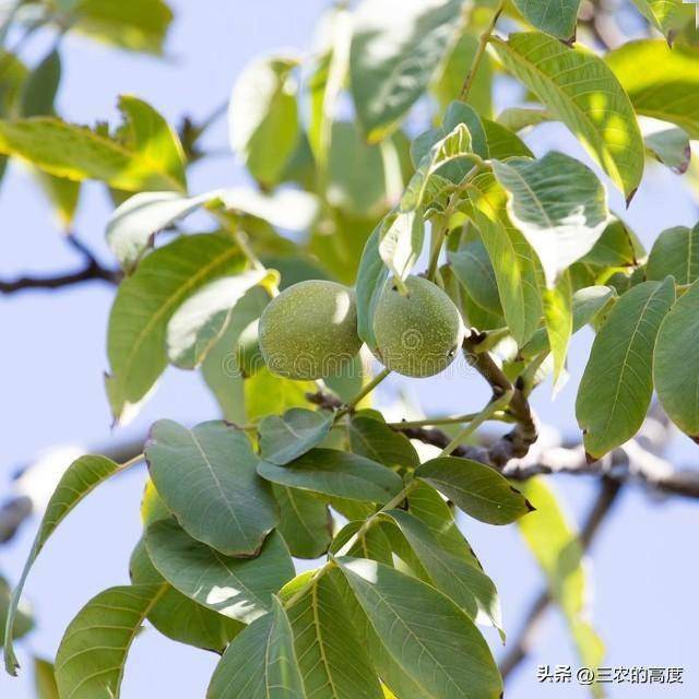 青核桃什么时候种最好_青核桃种植技术_核桃如何种植技术