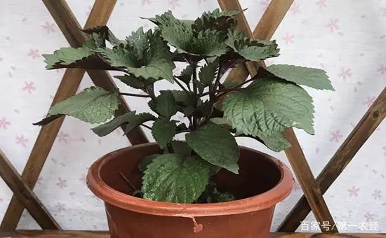 种植什么香料致富_香料种植技术_香料致富种植技术视频