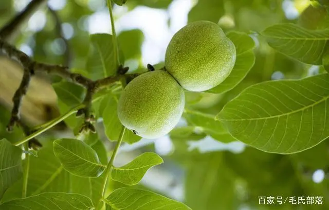 青核桃什么时候种最好_青皮核桃种植_青核桃种植技术