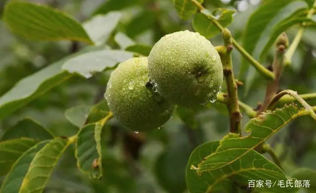 青核桃种植技术_青皮核桃种植_青核桃什么时候种最好