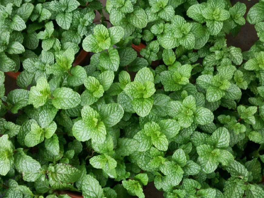 香料种植技术_种植什么香料致富_香料致富种植技术视频