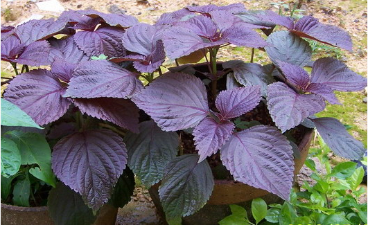 种植什么香料致富_香料种植技术_香料致富种植技术视频