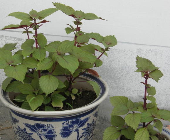 香料致富种植技术视频_香料种植技术_种植什么香料致富