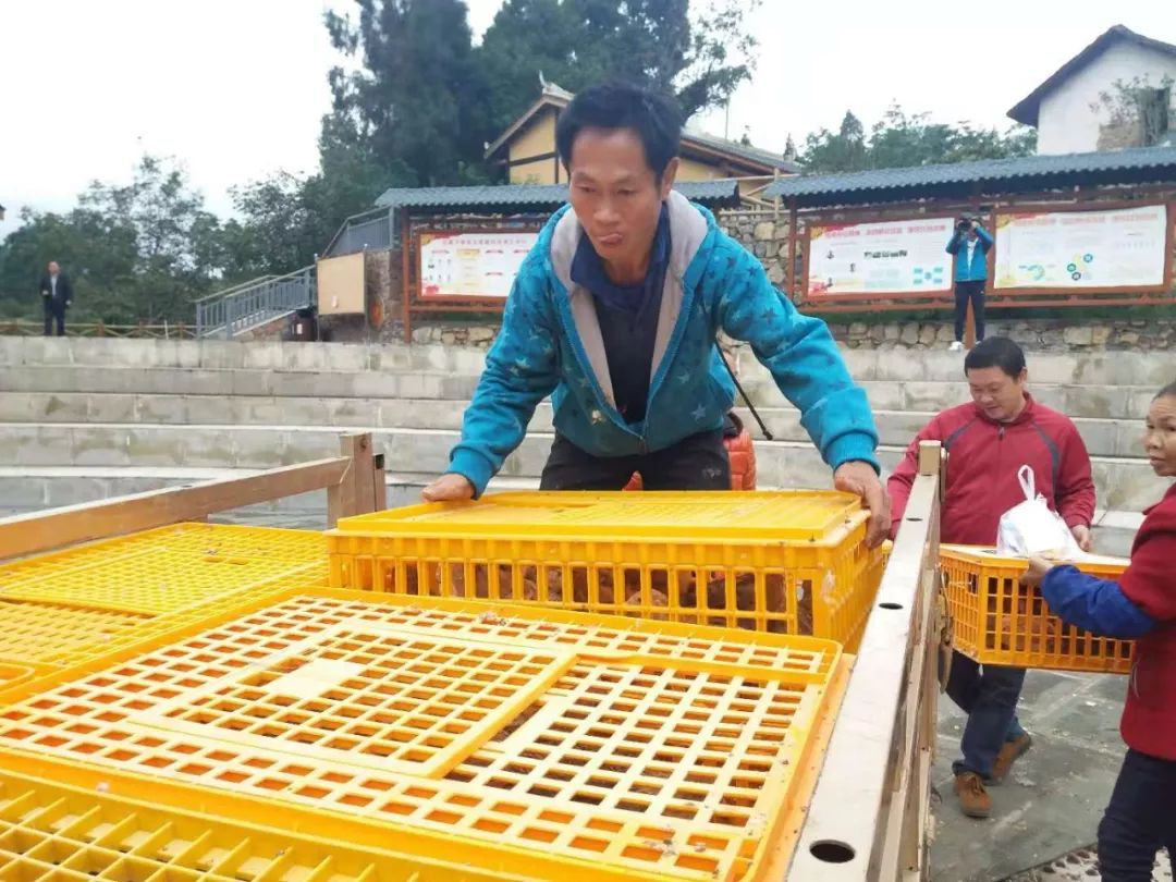 致富经之斗鸡_养殖斗鸡致富视频_致富经斗鸡