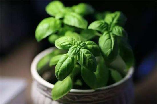 种植什么香料致富_香料种植前景_香料致富种植视频