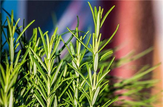 香料种植前景_香料致富种植视频_种植什么香料致富