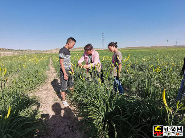 宁夏吴忠:富硒黄花菜成为红寺堡区脱贫致富的