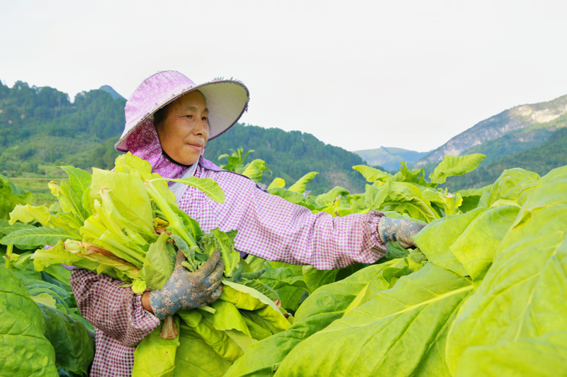 图为工人正在田间采摘烟叶。覃春娥摄