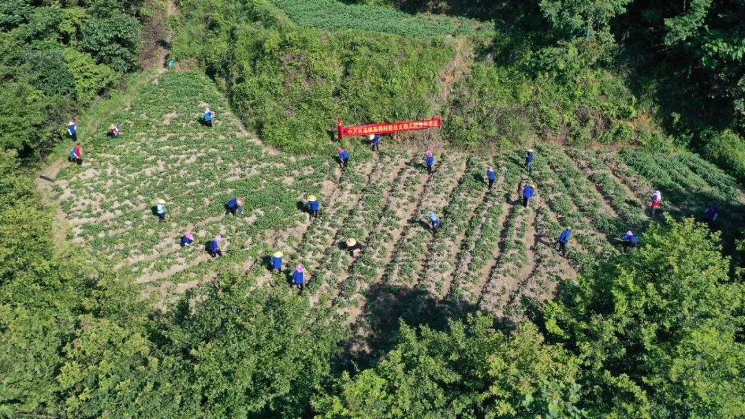 美食种植致富项目_2020年致富项目大全小吃_致富美食种植项目简介