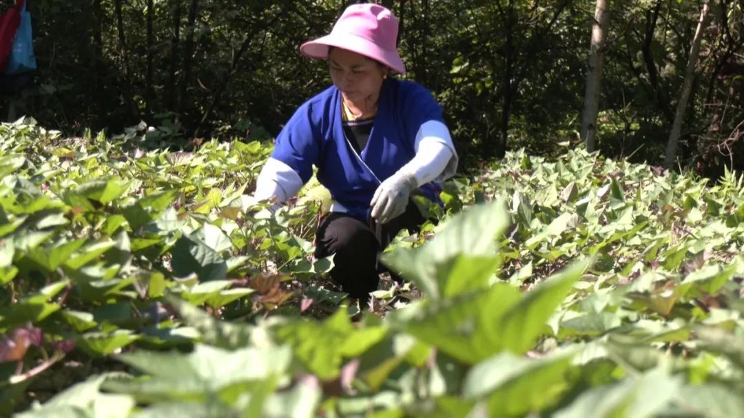 美食种植致富项目_2020年致富项目大全小吃_致富美食种植项目简介