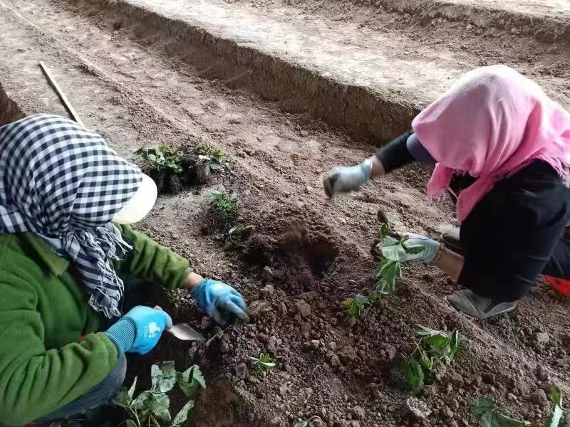 致富美食种植项目介绍_致富美食种植项目简介_美食种植致富项目