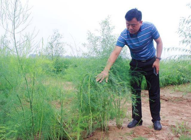 致富种植芦笋怎么样_芦笋种植赚钱吗_芦笋的种植致富