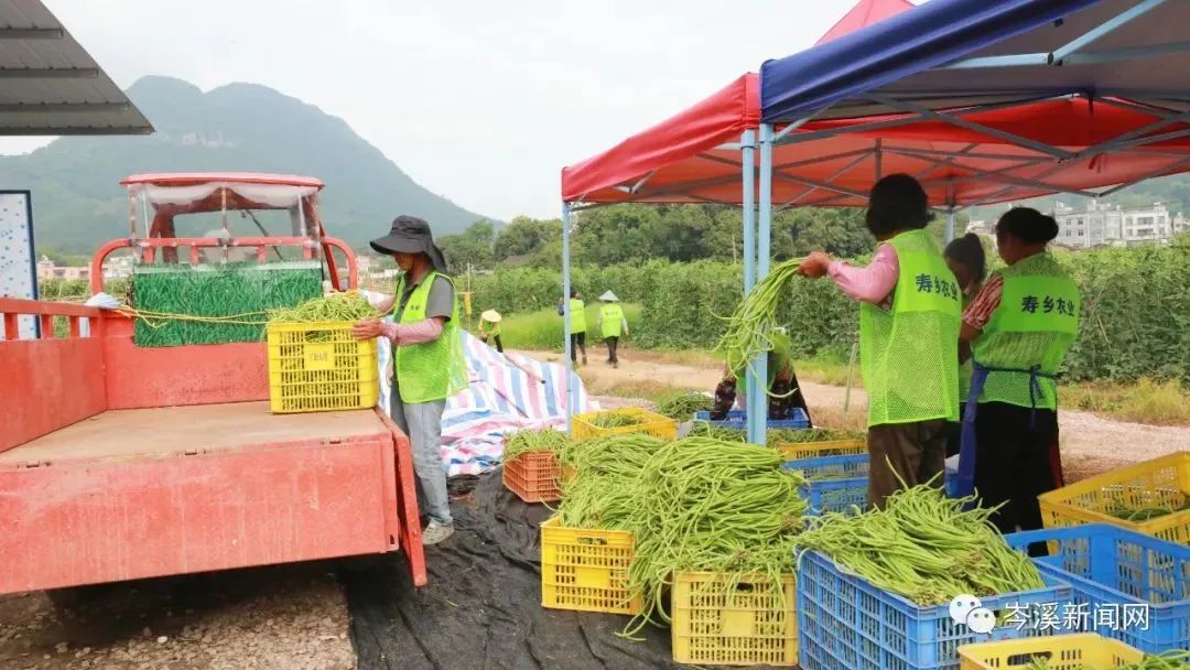 丰收｜岑溪一基地种植豆角，每日5万斤直销大湾区