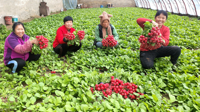 1月17日，在察布查尔镇安定村蔬菜种植基地大棚里，菜农在展示樱桃小萝卜。华岩明摄