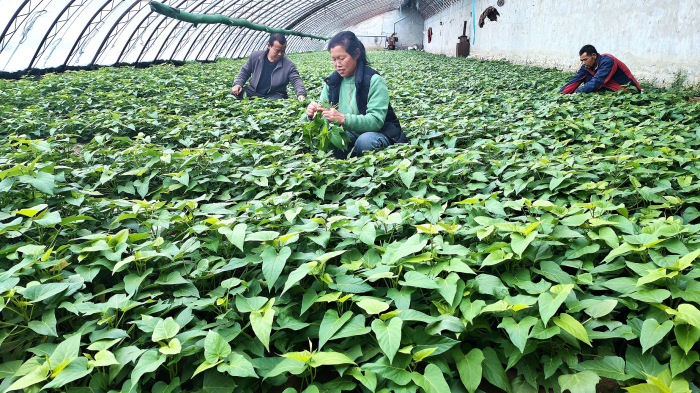 1月17日，在察布查尔镇安定村蔬菜种植基地大棚里，菜农正在采摘红薯苗的薯尖销售。华岩明摄