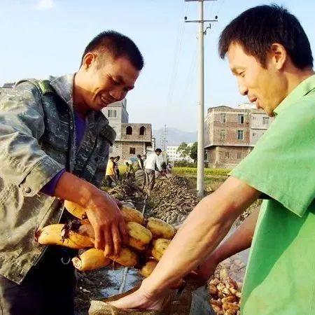 致富标兵评选推选事迹_烟叶种植政府补贴吗_烟叶种植致富标兵