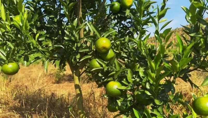 兰花种植致富经_兰花致富经_致富兰花种植时间