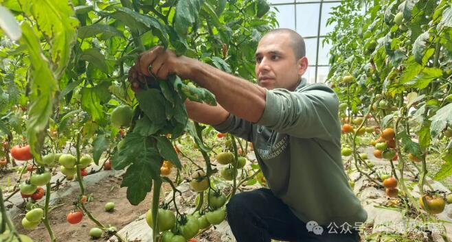 蔬菜大棚里忙出幸福新生活