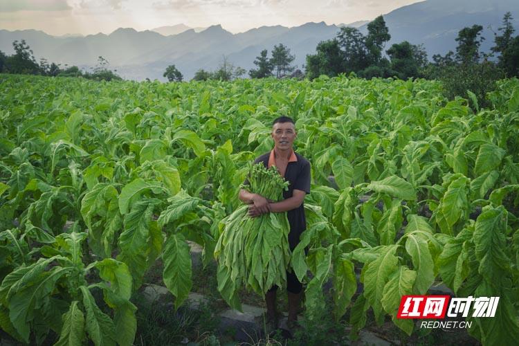 烟叶种植致富标兵_烟叶种植收购合同_烟叶种植时间