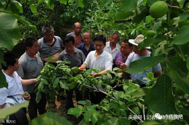 烟叶种植致富标兵_烟叶种植时间_烟叶哪里种植的多