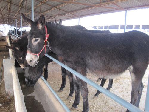 致富经 养肉驴_养驴致富视频_致富经肉驴养殖视频