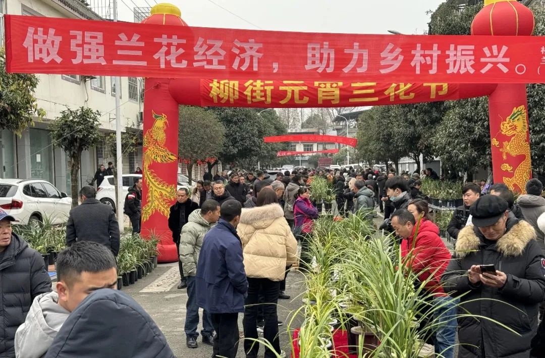 兰花种植致富经_致富经兰花种植视频_兰花致富经