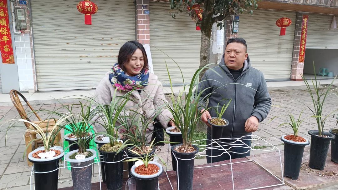 兰花种植致富经_致富经兰花种植视频_兰花致富经