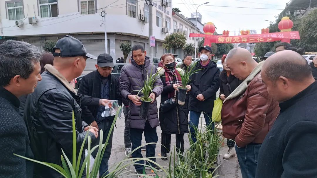 兰花种植致富经_致富经兰花种植视频_兰花致富经