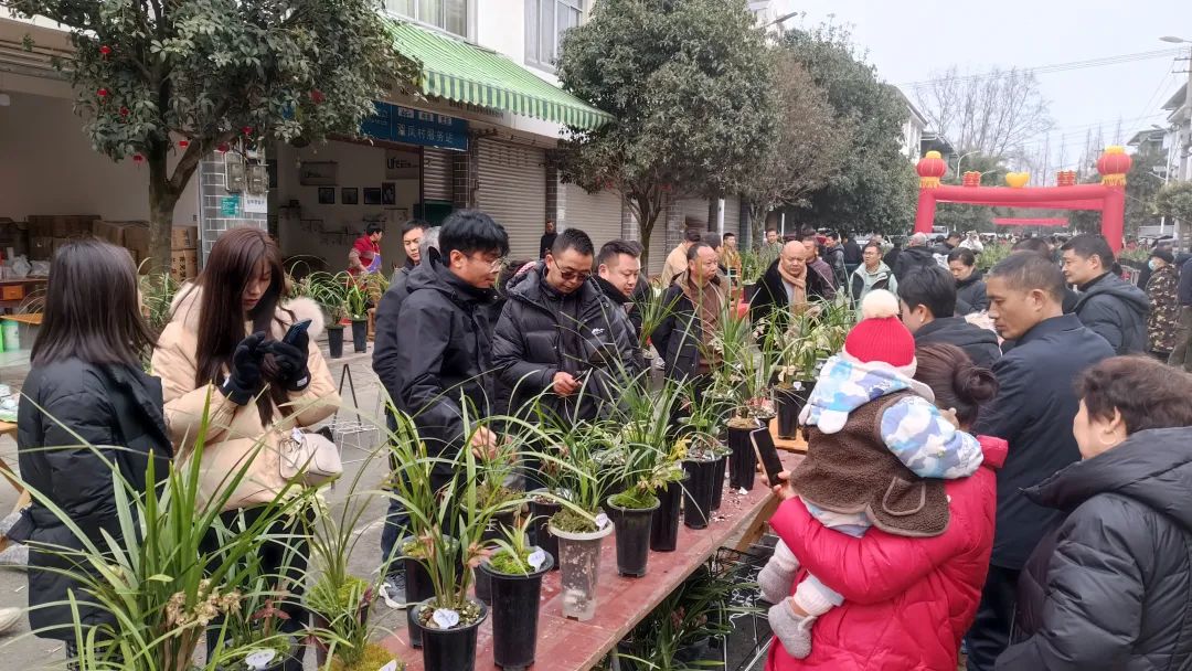 兰花致富经_兰花种植致富经_致富经兰花种植视频