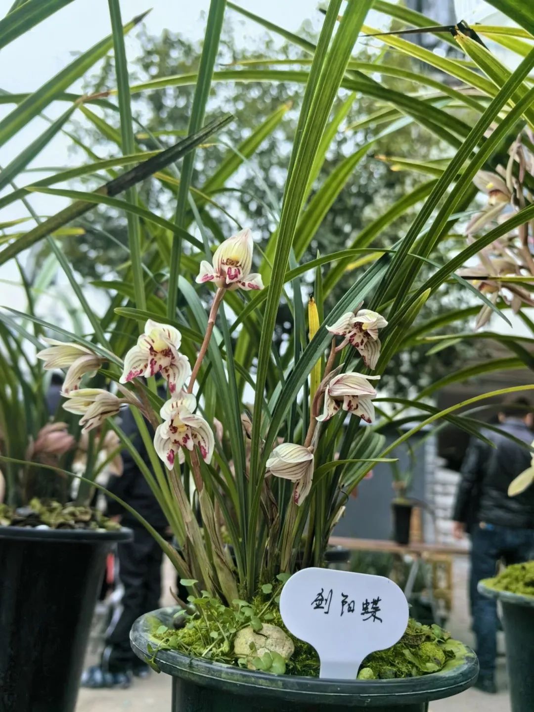 兰花种植致富经_兰花致富经_致富经兰花种植视频