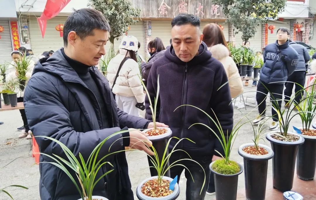 致富经兰花种植视频_兰花种植致富经_兰花致富经