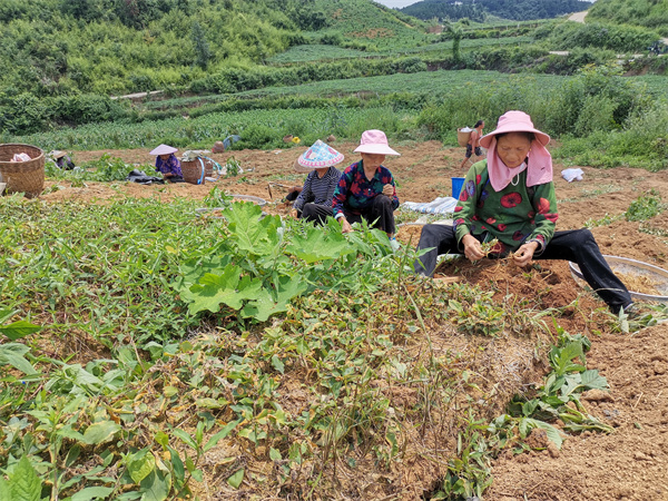 药材种植致富项目_致富药材种植_药材种植业致富项目