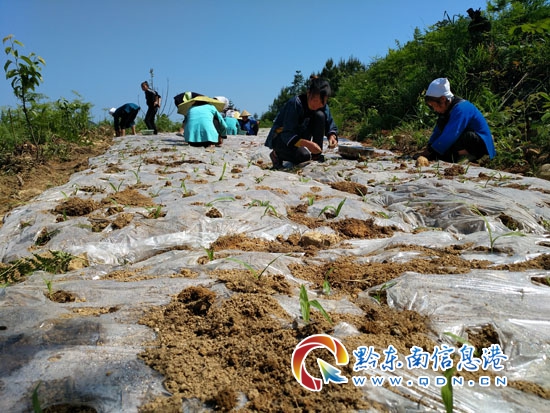 雷山达地：大山里种白芨成脱贫致富良方（图）