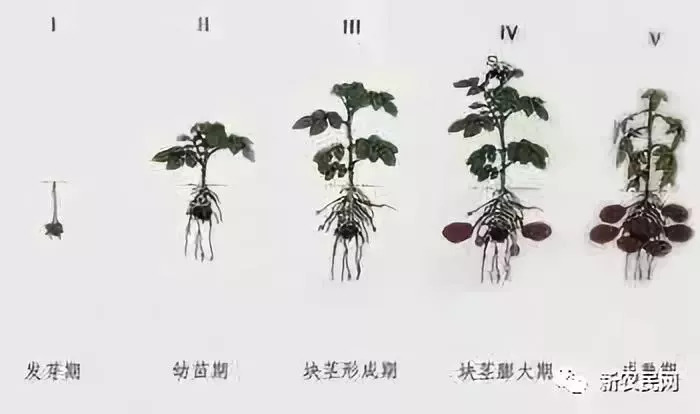 【薯技】露地秋土豆种植及苗期管理技术