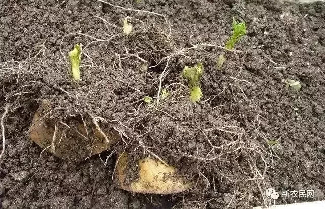 土豆春季种植技术要点_春季土豆的种植技术_土豆春季种植技术与管理