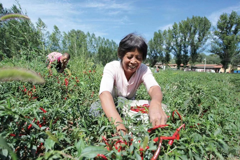 山西种植基地_沁县种植致富基地_沁县种子公司