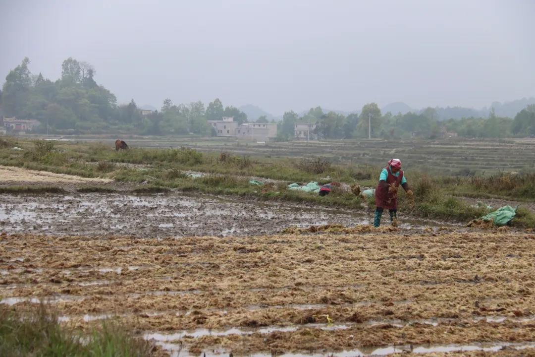 摘帽一年看巩固 】惠水摆金：种植养殖产业扶贫巩固脱贫攻坚成效