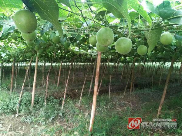 侗乡种植致富果_雷竹笋种植致富案例_果农致富