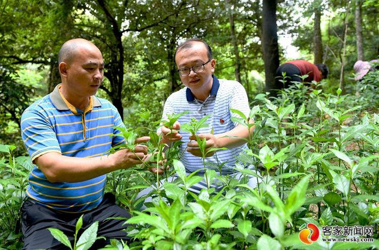 定南：开准产业扶贫“药方” 蹚出脱贫致富新路