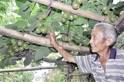 光明村的“致富经” 让全村人均收入6年翻番