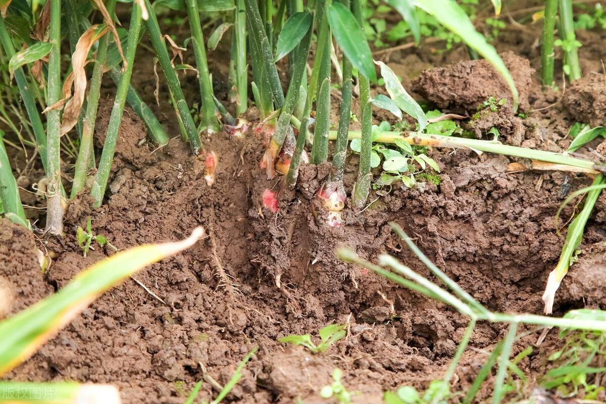 黑姜种植技术视频_种姜新技术_黑姜种植技术