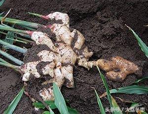 黑姜种植技术视频_种姜新技术_黑姜种植技术