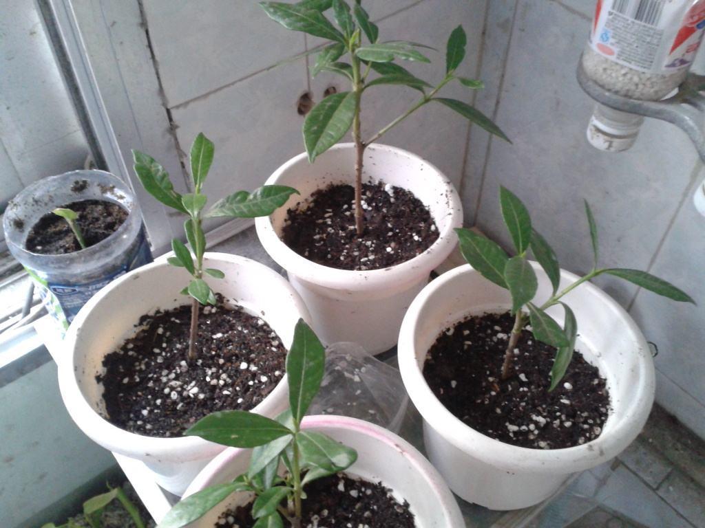 花卉种植技术培训_花卉种植技术大全_种植花卉技术