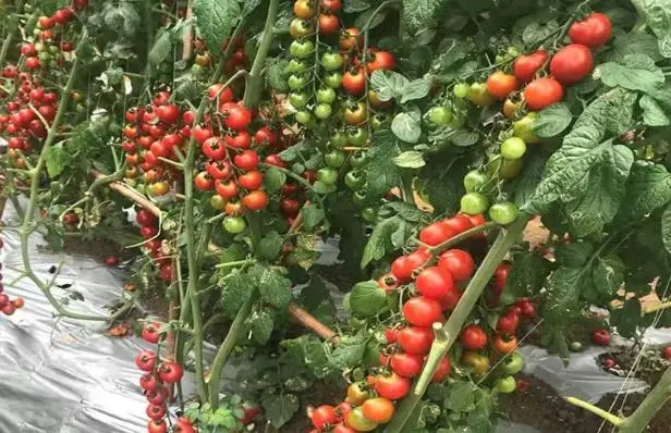 番茄的种植技术与管理_番茄种植管理技术有哪些_番茄种植管理技术视频