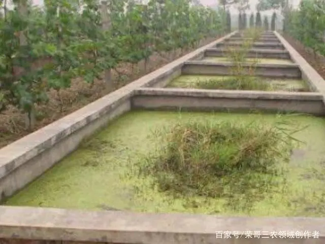 黄鳝鱼养殖技术_养殖黄鳝鱼技术视频_养殖黄鳝鱼技术与管理