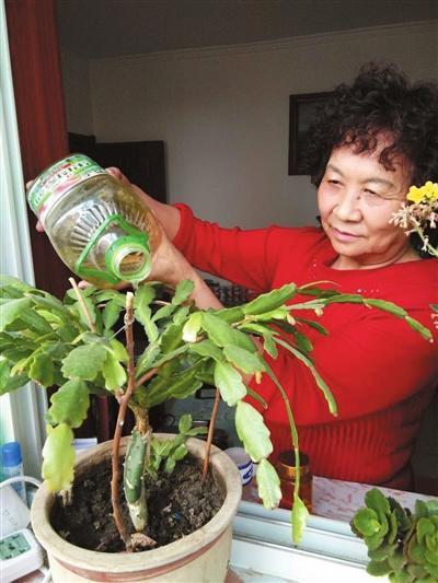 花卉种植技术培训基地_花卉种植技术视频教程_种植花卉技术