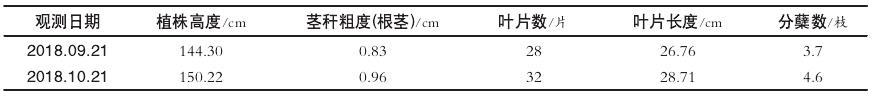 种姜新技术_黑姜种植技术_黑心姜种植