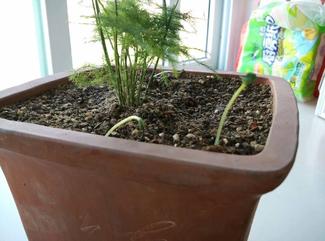 花卉种植技术大全_种植花卉技术_花卉种植技术视频教程