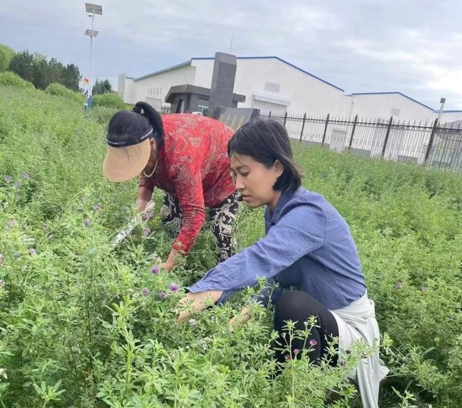 榆林市榆阳区：草产业铺就绿色致富路